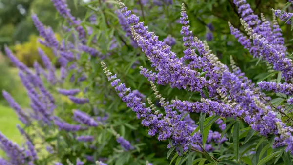 Expérience perso : Les plantes qui m'ont changé la vie