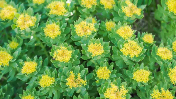 Fatigue, stress, humeur… Et si la Rhodiola pouvait vous apaiser ?
